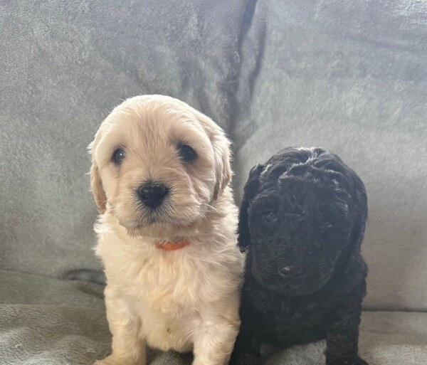 Minature Goldendoodles
