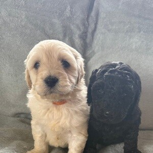 Minature Goldendoodles | PostAds PH