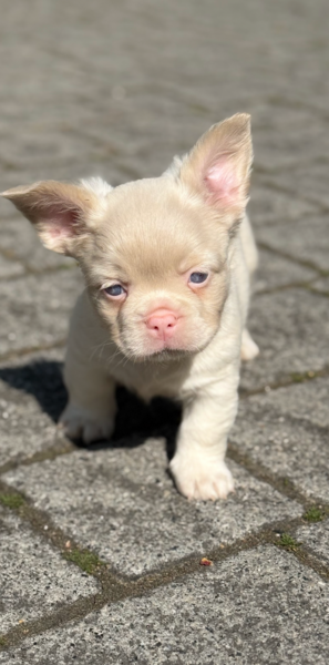 Pink fluffy Frenchies longing 4 forever families