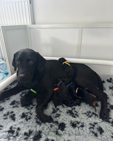 KC REG HEALTH TESTED WORKING LINE PUPPIES