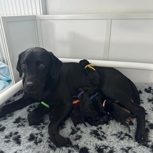 KC REG HEALTH TESTED WORKING LINE PUPPIES | PostAds PH