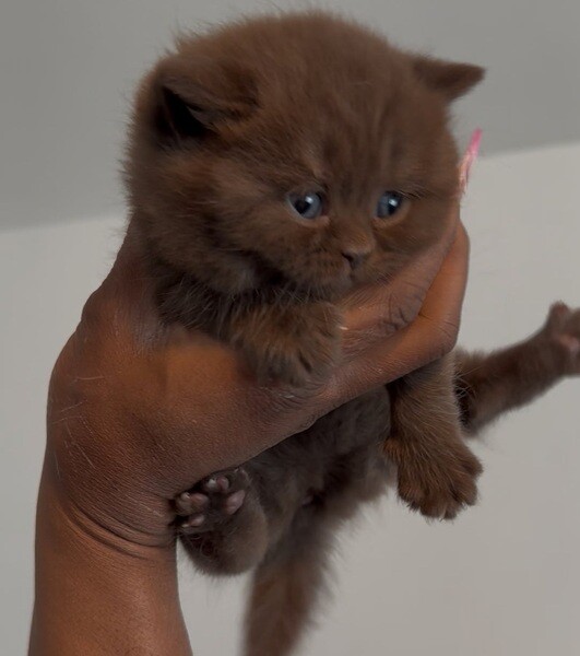 RARE CHOCOLATE BLH - GCCF