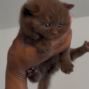 RARE CHOCOLATE BLH - GCCF | PostAds PH