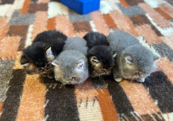 TICA British Long Hair Kittens