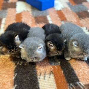 TICA British Long Hair Kittens | PostAds PH