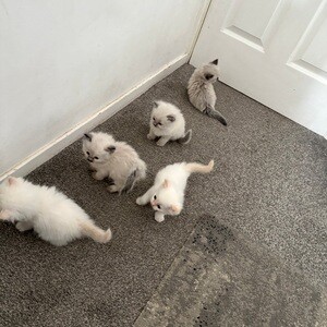 Beautiful Ragdoll kittens inc flame point | PostAds PH