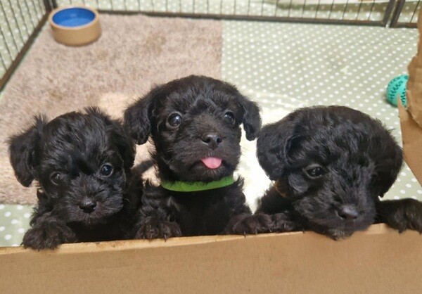 CairNoodle Puppies for sale