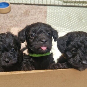 CairNoodle Puppies for sale | PostAds PH