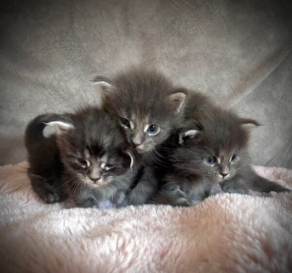 ACTIVE Giant Russian Mainecoon Kittens