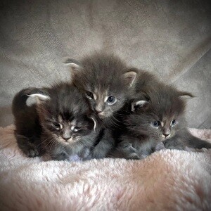 ACTIVE Giant Russian Mainecoon Kittens | PostAds PH