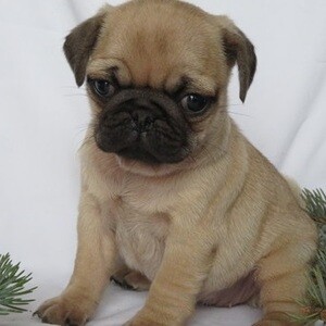 Considerate lovely Pug pups. Viber: 00237 653 81 7429 | PostAds PH