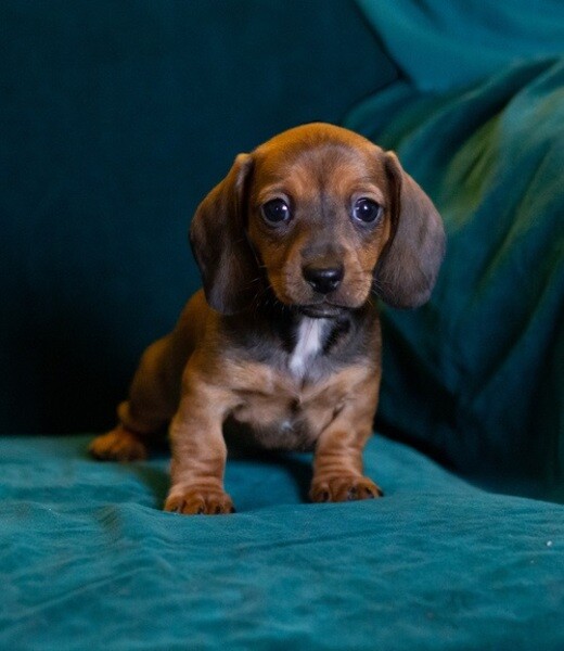 Well Socialized Dachshund Mini Pups. 