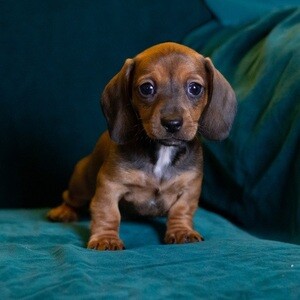 Well Socialized Dachshund Mini Pups. | PostAds PH