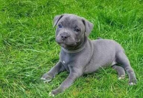 Blue staffy puppies. Viber: 00237 653 81 7429