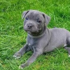 Blue staffy puppies. Viber: 00237 653 81 7429 | PostAds PH