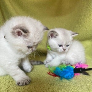 British shorthair kittens | PostAds PH