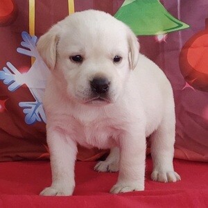 White Labrador Retriever puppies available. Viber: 00237 653 81 7429 | PostAds PH