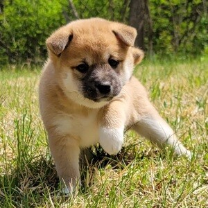 Shiba Inu pups ready. | PostAds PH