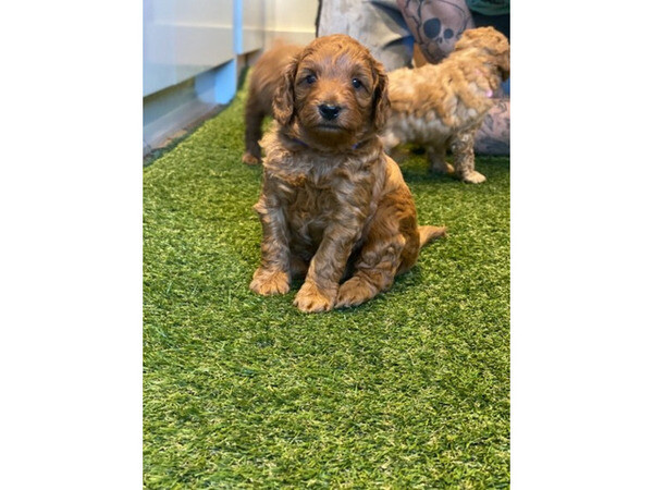 Toy Poodle Puppies available. 