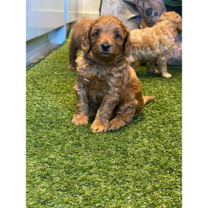 Toy Poodle Puppies available. | PostAds PH
