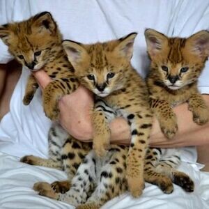Adorable Serval Kittens. Viber: 00237 653 81 7429 | PostAds PH