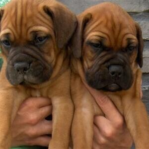 Friendly Bullmastiff Puppies available. Viber: 00237 653 81 7429 | PostAds PH