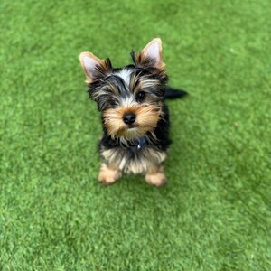 Adorable Yorkie for sale | PostAds PH
