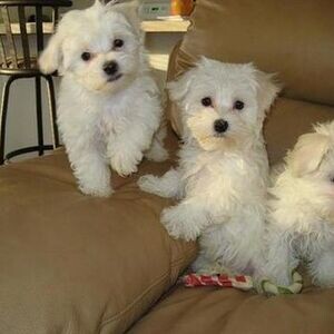 Stunning Maltese Puppies. Viber: 00237 653 81 7429 | PostAds PH