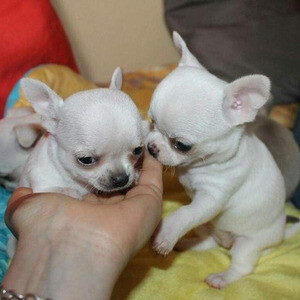 Lovely Chihuahua litter for re homing. Viber: 00237 653 81 7429 | PostAds PH