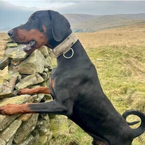 Doberman puppies | PostAds PH