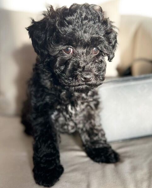 Lovely toy poodle puppies for adoption