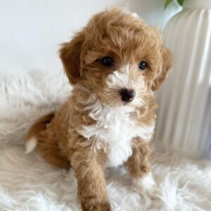 Healthy Cute Toy Poodle Puppies now for sale | PostAds PH