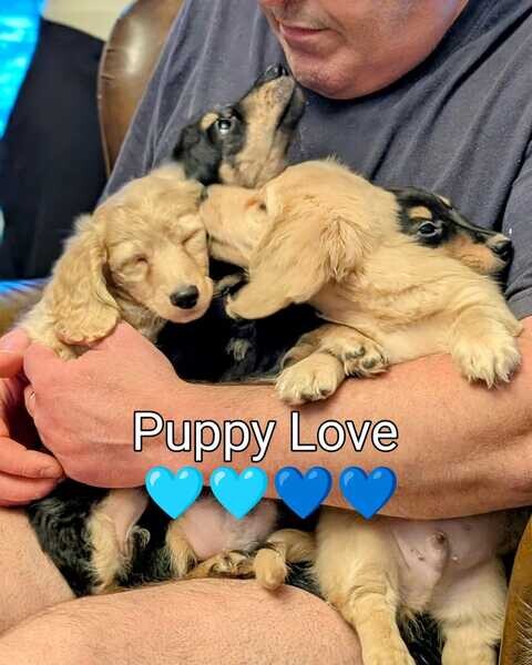 Black Dachshund Puppies 