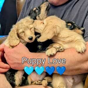 Black Dachshund Puppies | PostAds PH