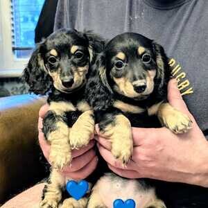 5 KC Registered Miniature Poodle Puppies 🐶❤️ | PostAds PH