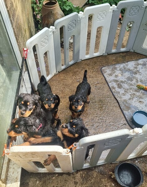Rottweiler puppies 