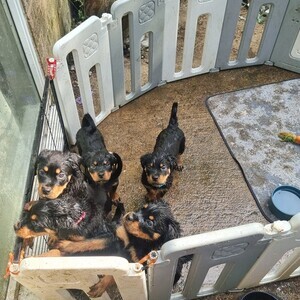 Rottweiler puppies | PostAds PH