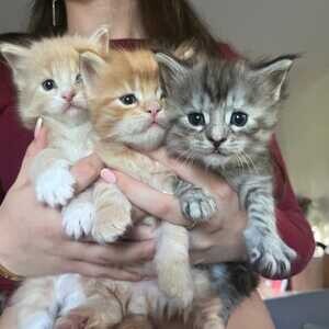 TICA registered Maine coon kittens | PostAds PH
