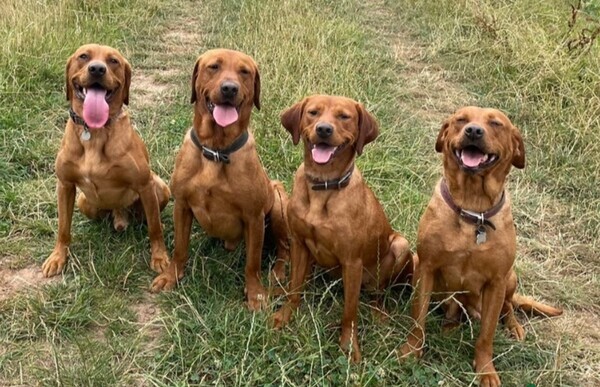 Labrador retriever 