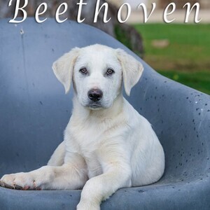 Beethoven noble puppy | PostAds PH