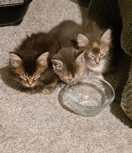Maine coon breed