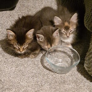 Maine coon breed | PostAds PH