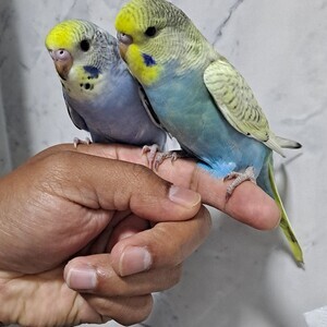 Super silly hand tamed baby budgies for sale | PostAds PH