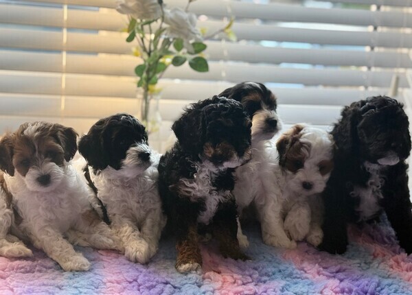 Stunning rare parti & Tri Cavapoo puppies for sale 