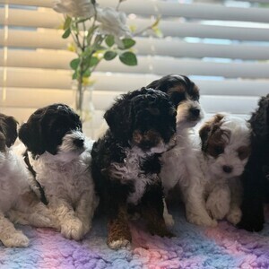 Stunning rare parti & Tri Cavapoo puppies for sale | PostAds PH