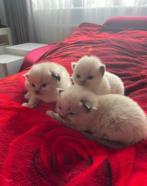 Ragdoll kittens 