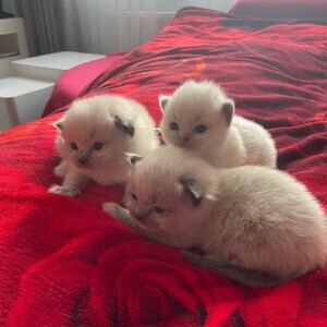 Ragdoll kittens | PostAds PH