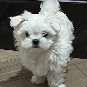 KC Registered Korean Maltese | PostAds PH