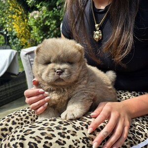 Stunning Quality Chow Chows | PostAds PH