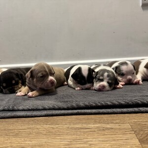 Tri Coloured Pocket Bully Puppies | PostAds PH